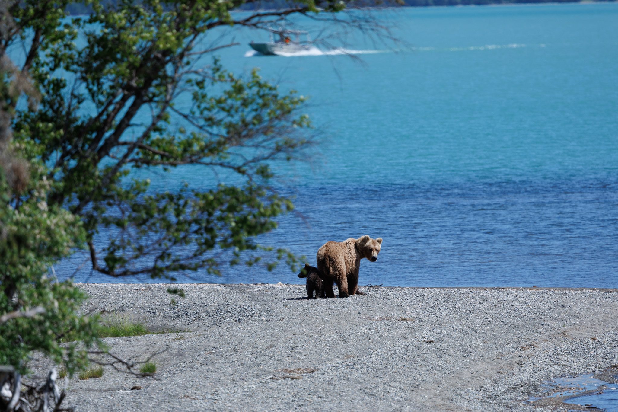 Can't Get a Brooks Lodge Reservation? How to See the Falls Anyway