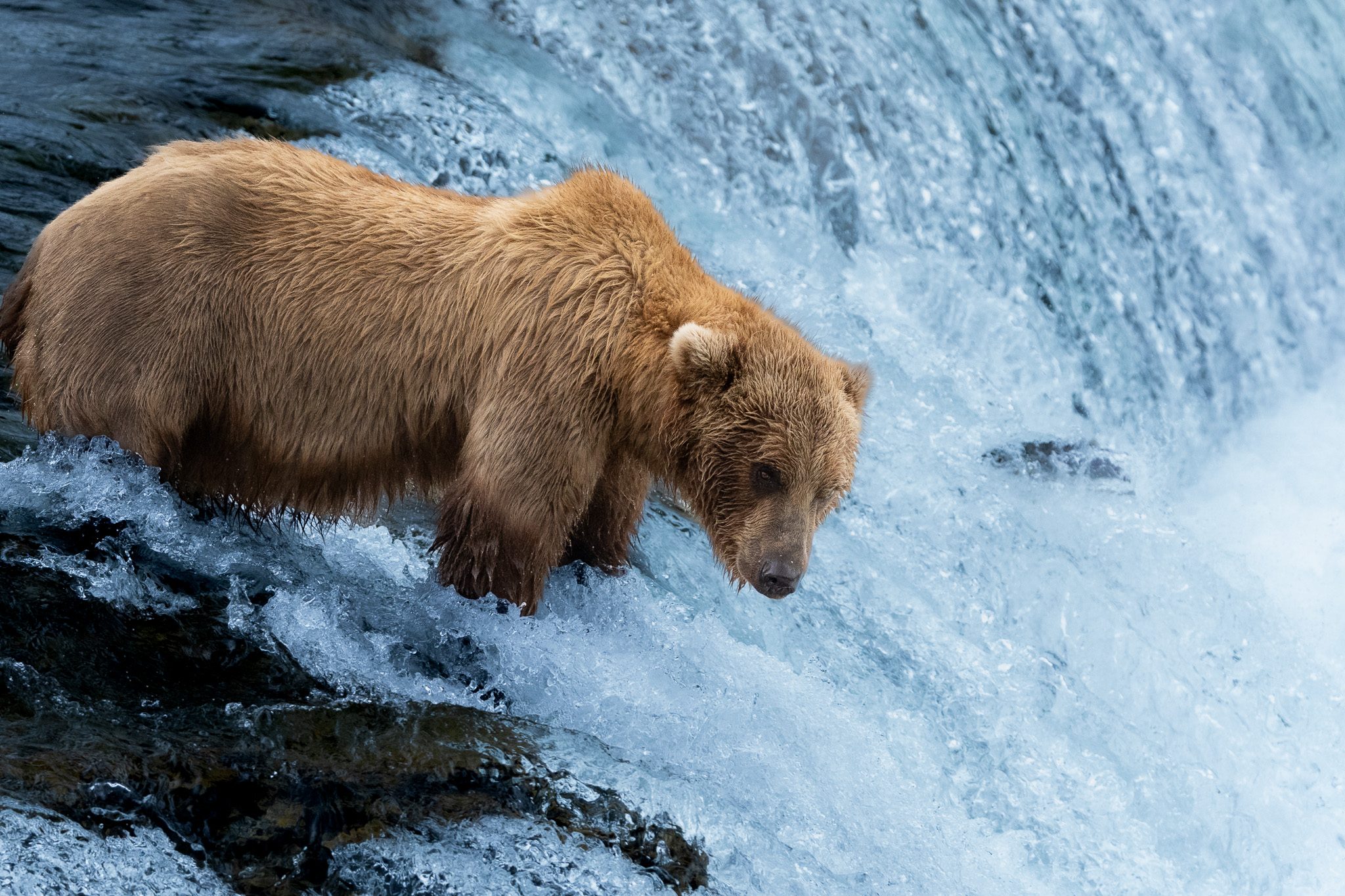 Is Brooks Falls Worth It? An Honest Answer