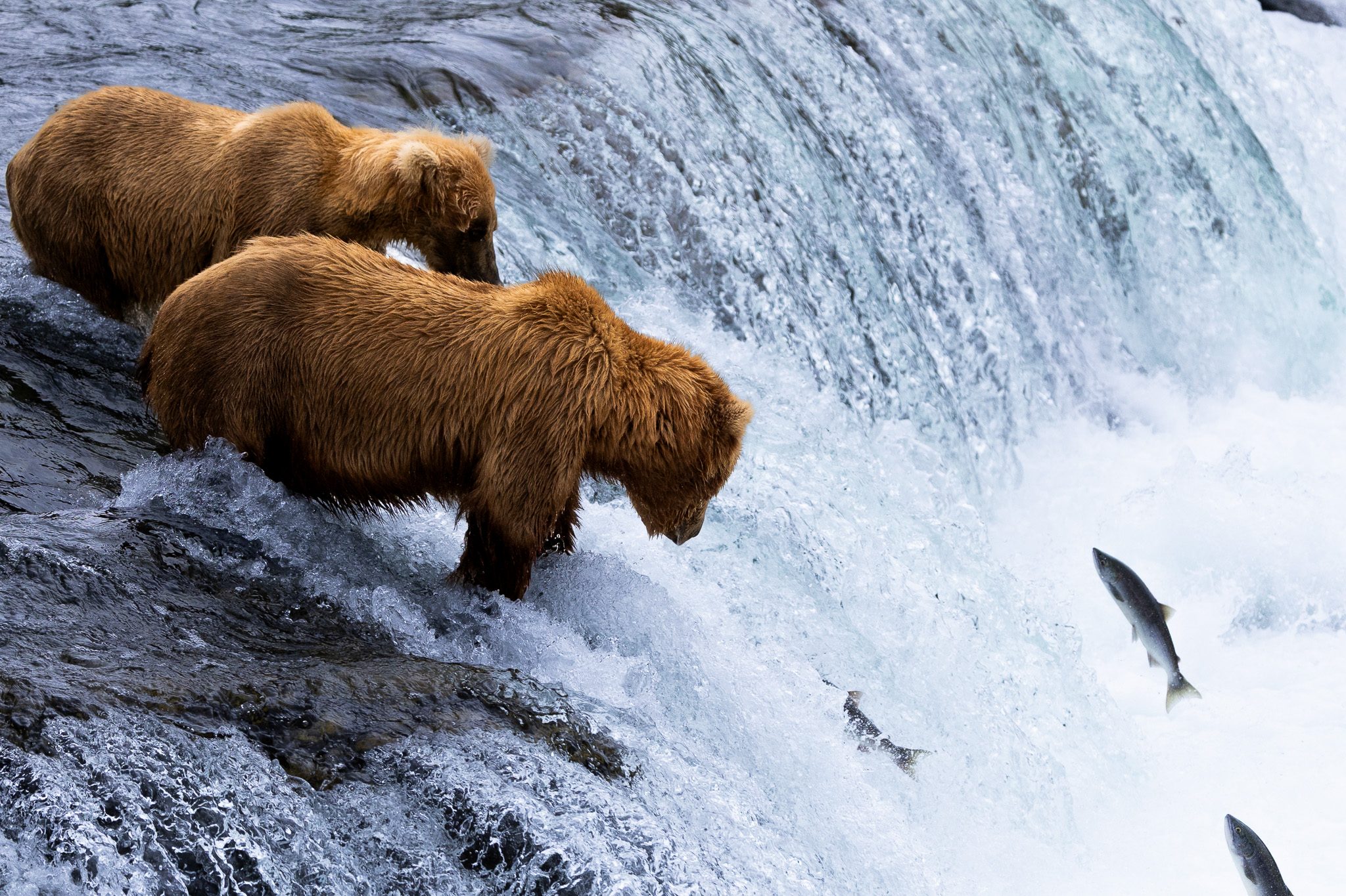 July vs. September at Brooks Falls: Which Month Is Right for You?