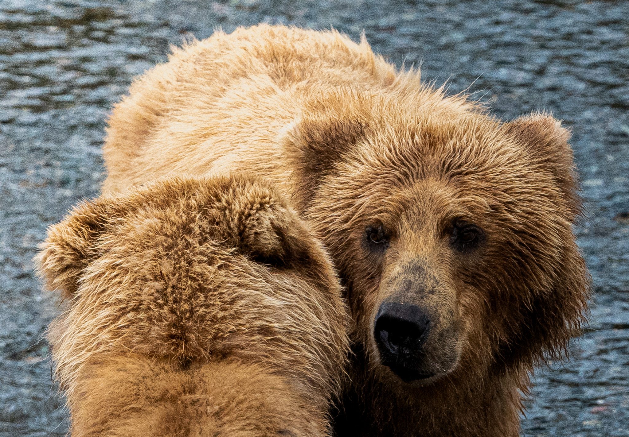 Fat Bear Week Explained, and How to See Them in Person