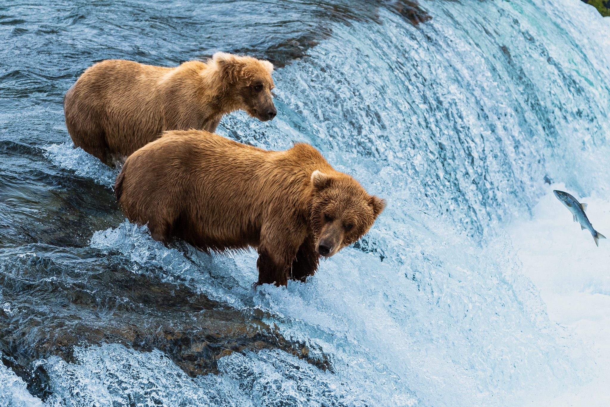 Photographing the Bears at Brooks Falls