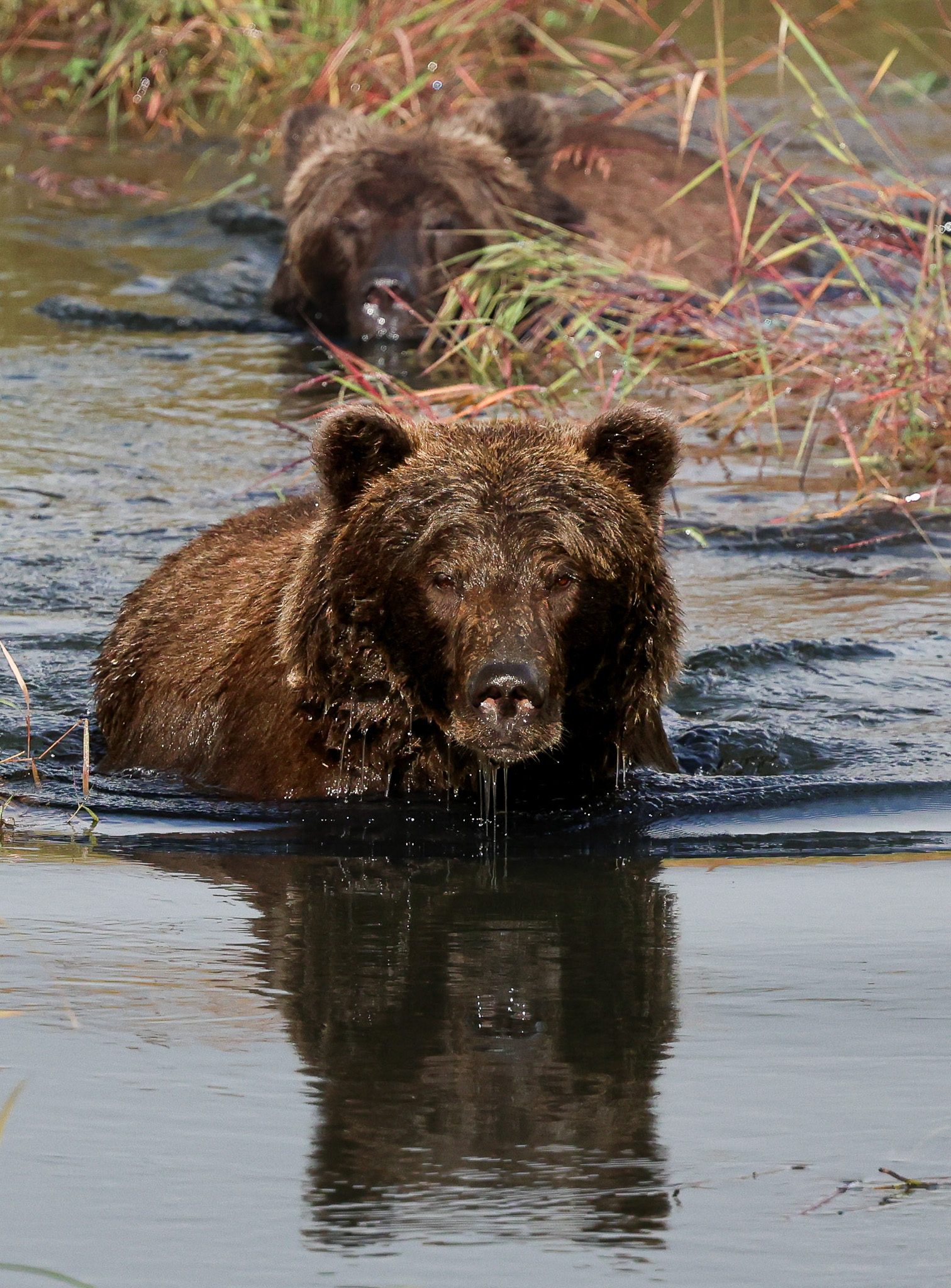 Katmai vs. Lake Clark for Bear Viewing: How to Choose