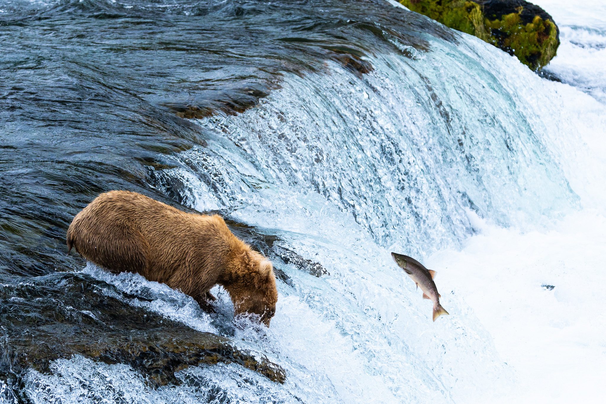 The Bears You Watch on the Cam, and How to Visit Them in Person