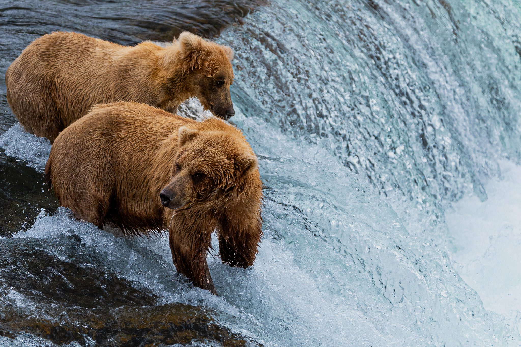 Two brown bears fishing at the top of Brooks Falls