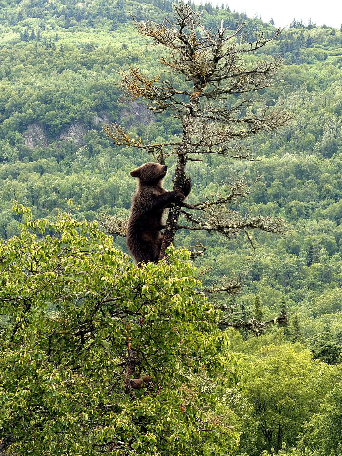 A brown bear cub up a spruce tree at Brooks Falls while its mother fishes