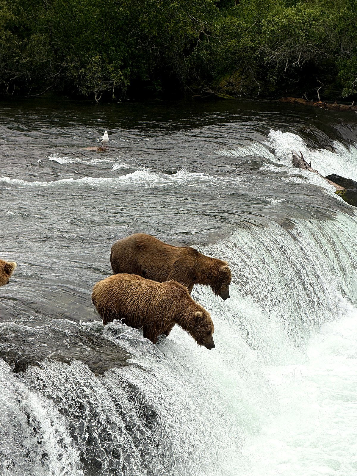 Two brown bears standing at the lip of Brooks Falls waiting to catch leaping salmon