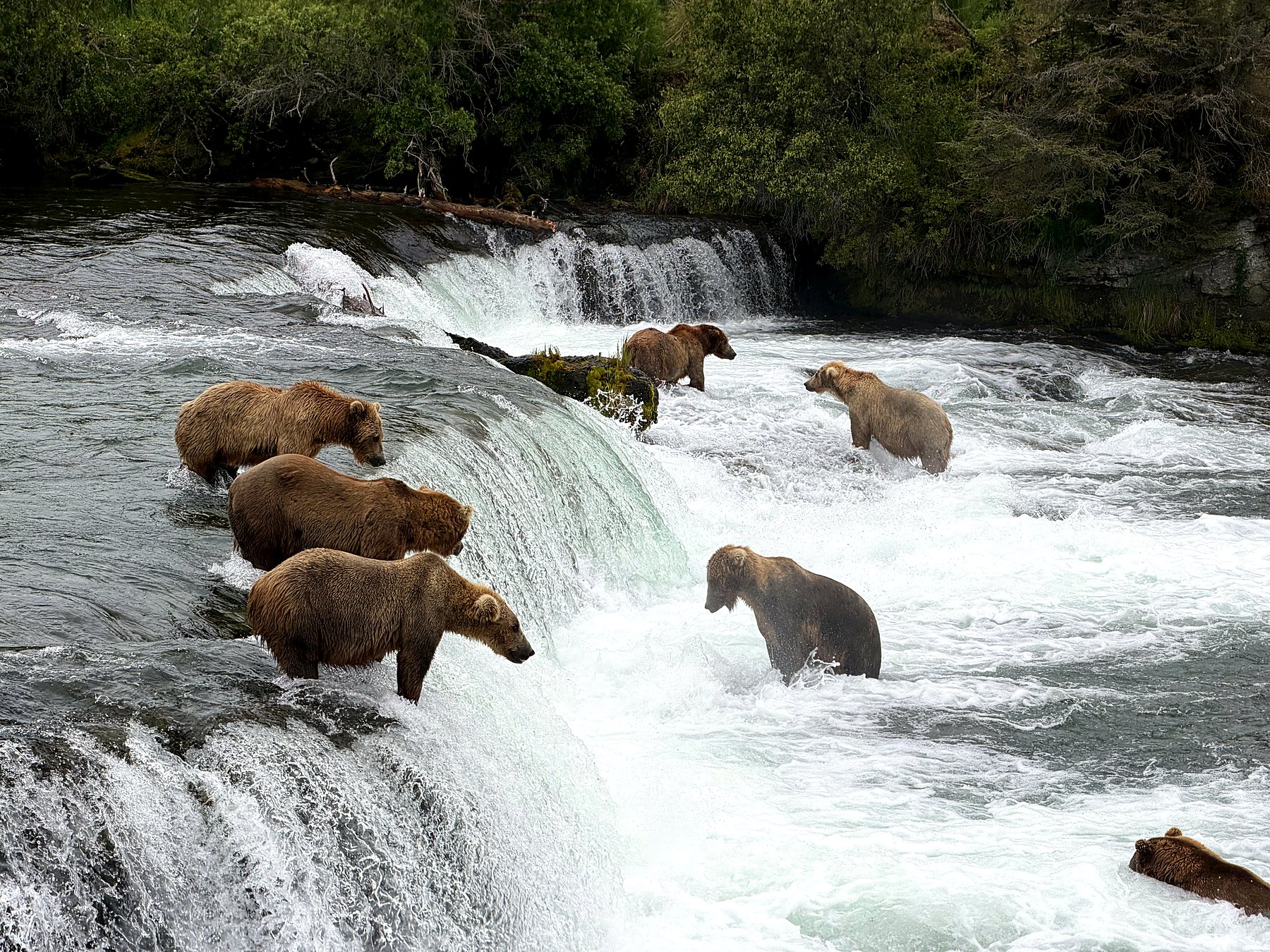 Several brown bears fishing for salmon in the water at Brooks Falls in Katmai National Park