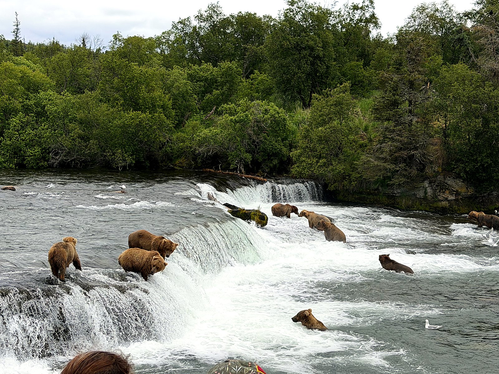 Several brown bears fishing for salmon at the base of Brooks Falls