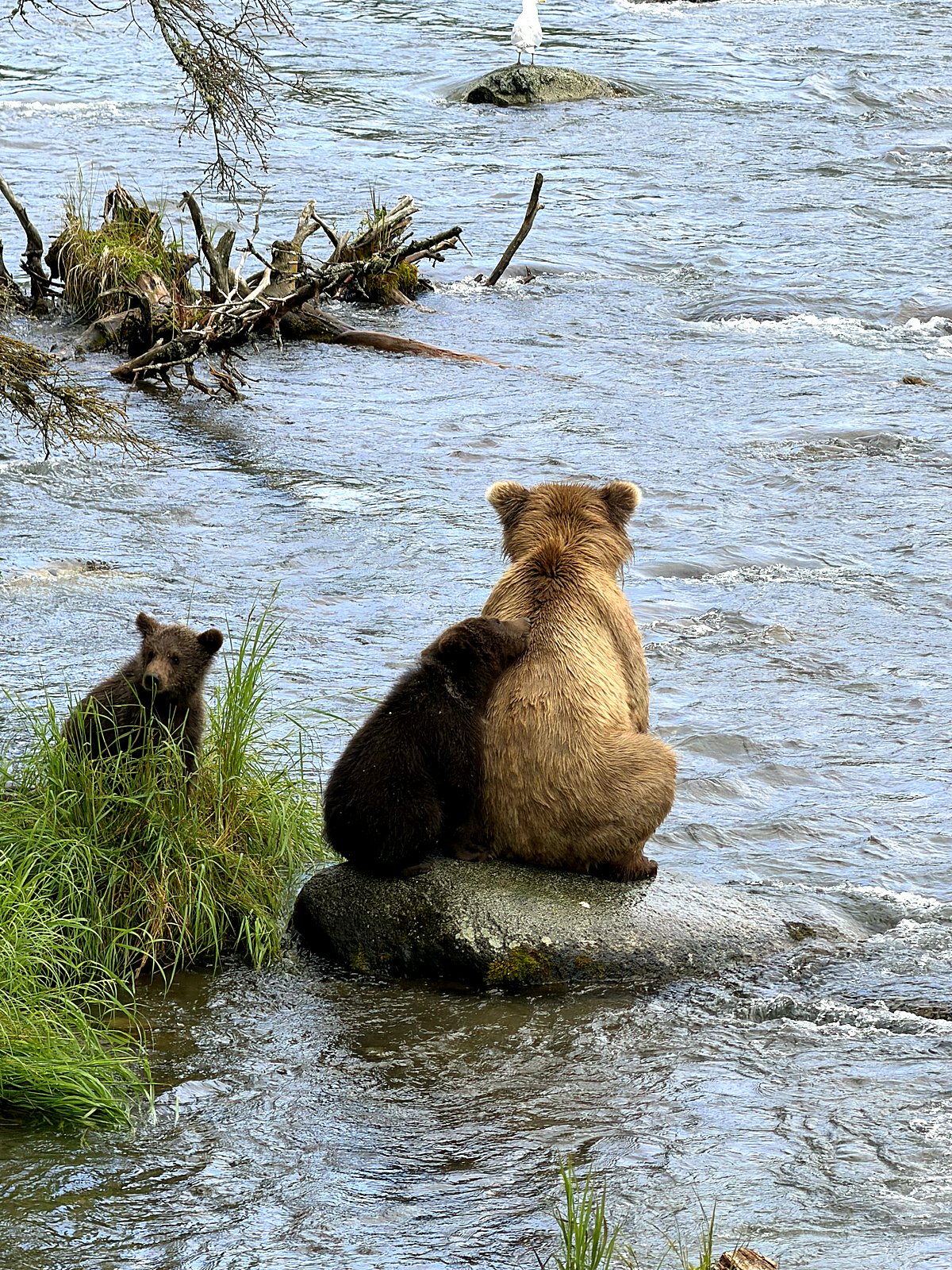 A brown bear sow and her cub resting on a rock in the Brooks River
