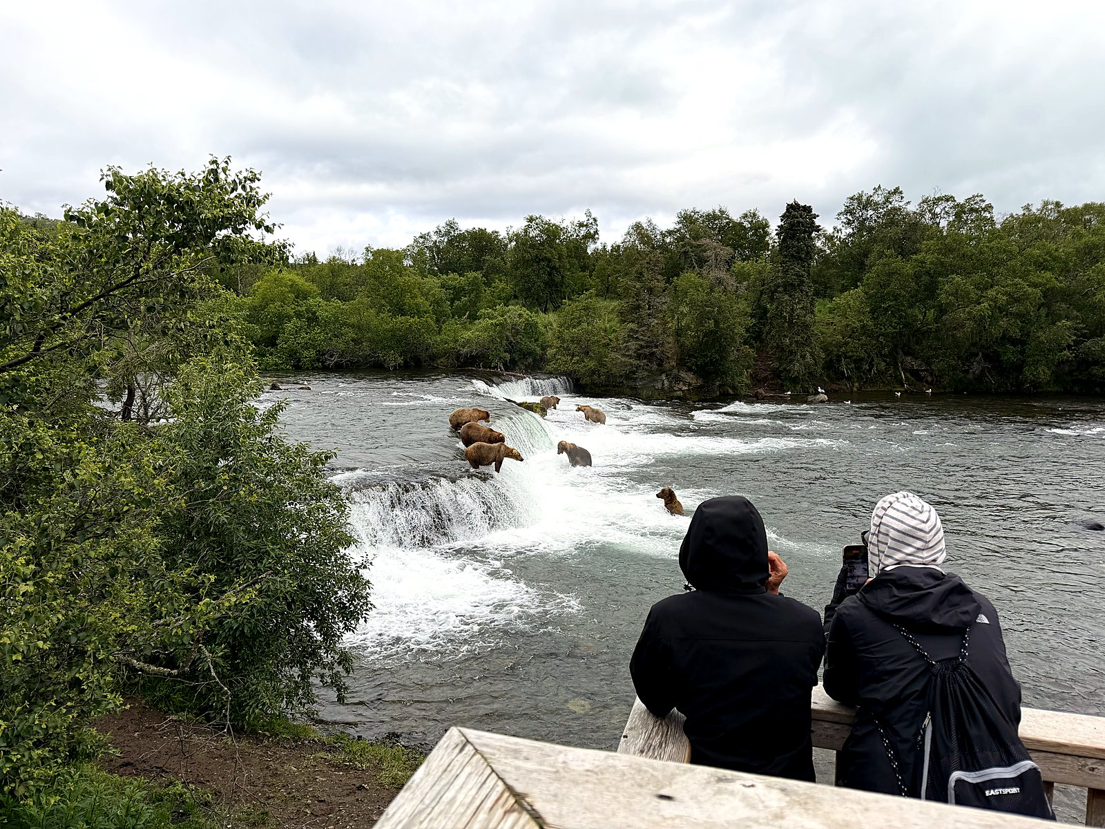 A visitor on the platform watching brown bears fish at Brooks Falls